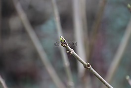 布魯日的 4,性質(zhì),鈕