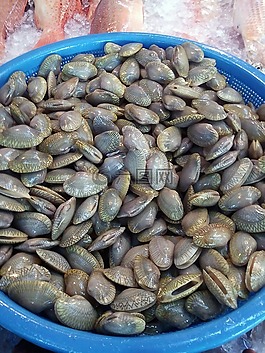 外殼,海貝殼,海洋