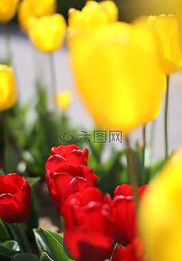 郁金香,鮮花,春天