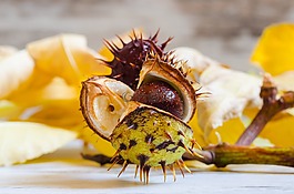 板栗,七叶树,conker