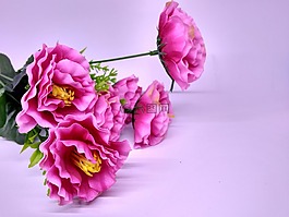 花,紅色,玫瑰