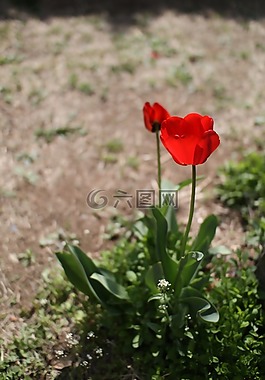 郁金香,鮮花,春天
