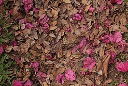 干,性質(zhì),葉