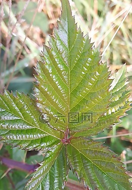 葉子,綠色,森林