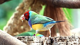 erytrura,gouldiae,胡锦