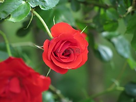 玫瑰,迷你玫瑰,鮮花