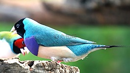 erytrura,gouldiae,胡锦