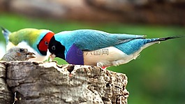 erytrura,gouldiae,胡锦