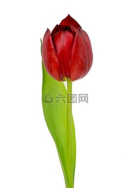 红色,郁金香,红色郁金香