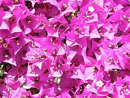 鮮花,盛開(kāi),枝杈