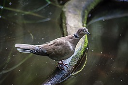 野鴿子,水,科