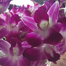 蘭花,鮮花,紫色