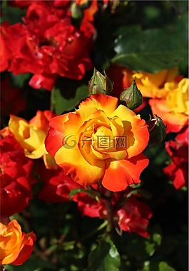 玫瑰,芽,開花