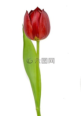 红色,郁金香,红色郁金香