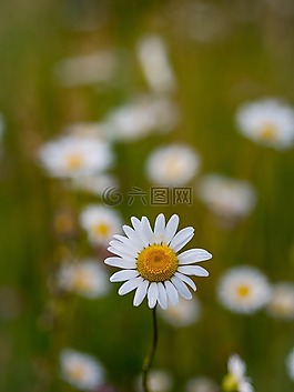 鮮花,自然,花