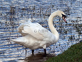天鵝,鳥,湖