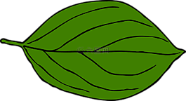 葉,橢圓形,神經(jīng)