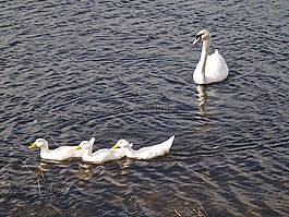 天鵝,鳥,湖