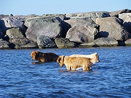 狗,海洋,動(dòng)物