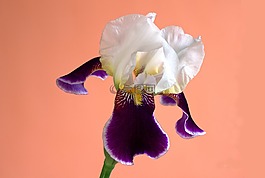 花,百合,虹膜