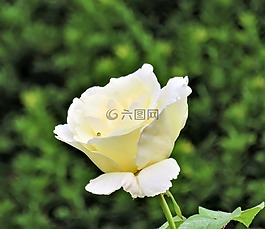 花,玫瑰,白玫瑰