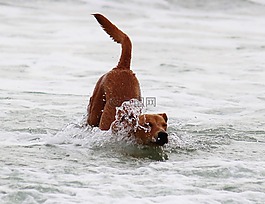 狗,水,海
