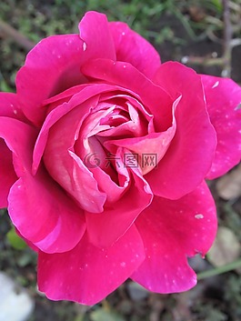 花園,玫瑰,花瓣