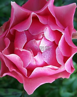 花園,玫瑰,露水