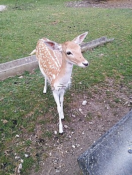 動物,野生,獐鹿