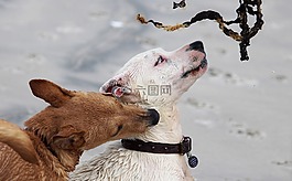 狗,警棍,播放