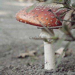鵝膏菌,蘑菇,禮物