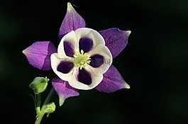 花,花園,春
