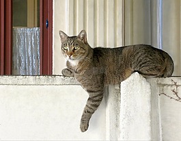 貓,墻,動物