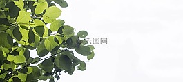 夏季,葉子,廠