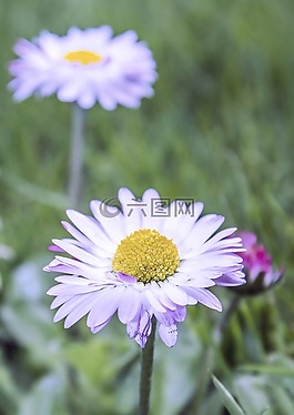 花,雛菊,性質(zhì)