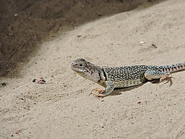 蜥蜴,動(dòng)物園,動(dòng)物