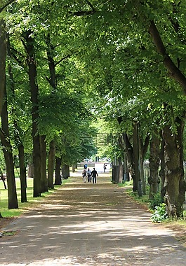 森林路徑,stadtwald酒店,牧歌