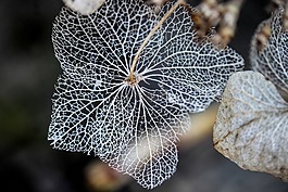 繡球花,植物,性質(zhì)