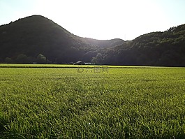 秋季,糧食,收獲