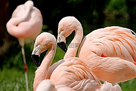火烈鳥(niǎo),鳥(niǎo)類(lèi),粉紅色