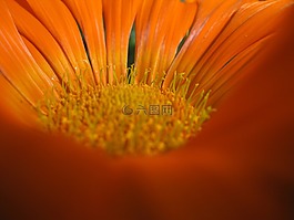 宏,開花,橙