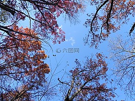 樹,枝杈,自然