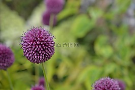 花,紫色,紫色的花朵
