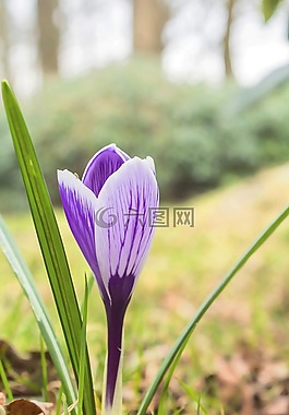 花,性質(zhì),廠
