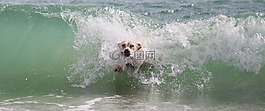 狗,波,沖浪