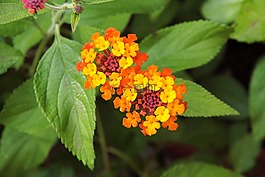 厂,花,开花
