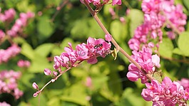 花,自然,植物區(qū)系