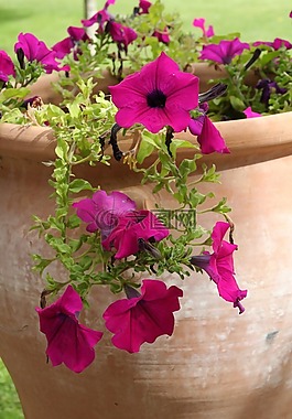 廠,花,開(kāi)花