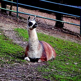 喇嘛,動(dòng)物園,動(dòng)物世界