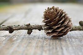 自來(lái)水,松球果,性質(zhì)